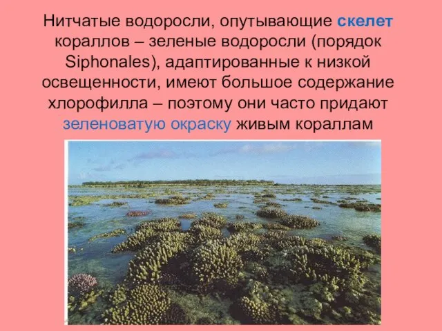 Нитчатые водоросли, опутывающие скелет кораллов – зеленые водоросли (порядок Siphonales), адаптированные к