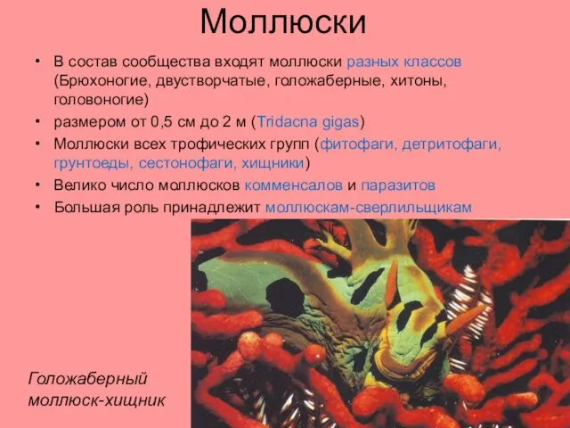 Моллюски В состав сообщества входят моллюски разных классов (Брюхоногие, двустворчатые, голожаберные, хитоны,