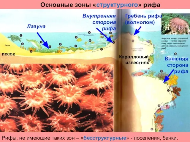 Лагуна Внутренняя сторона рифа Гребень рифа (волнолом) Внешняя сторона рифа песок Коралловый