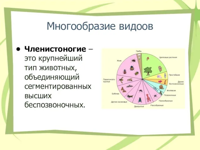 Многообразие видоов Членистоногие – это крупнейший тип животных, объединяющий сегментированных высших беспозвоночных.