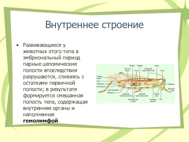 Внутреннее строение Развивающиеся у животных этого типа в эмбриональный период парные целомические