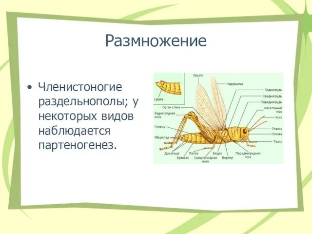 Размножение Членистоногие раздельнополы; у некоторых видов наблюдается партеногенез.