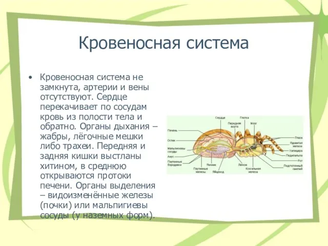 Кровеносная система Кровеносная система не замкнута, артерии и вены отсутствуют. Сердце перекачивает