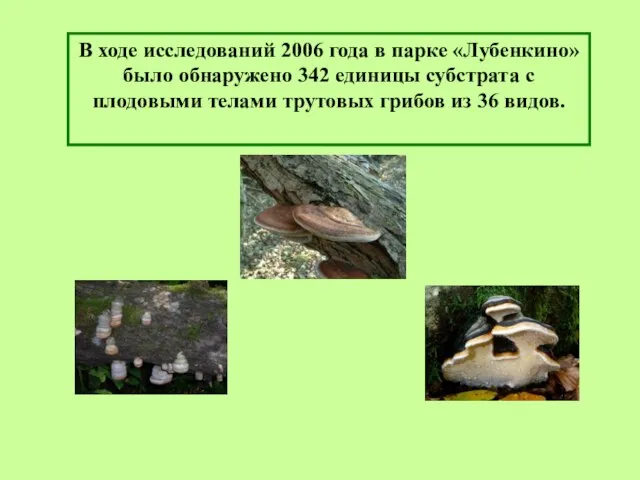 В ходе исследований 2006 года в парке «Лубенкино» было обнаружено 342 единицы