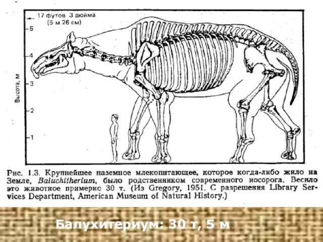 Балухитериум: 30 т, 5 м.