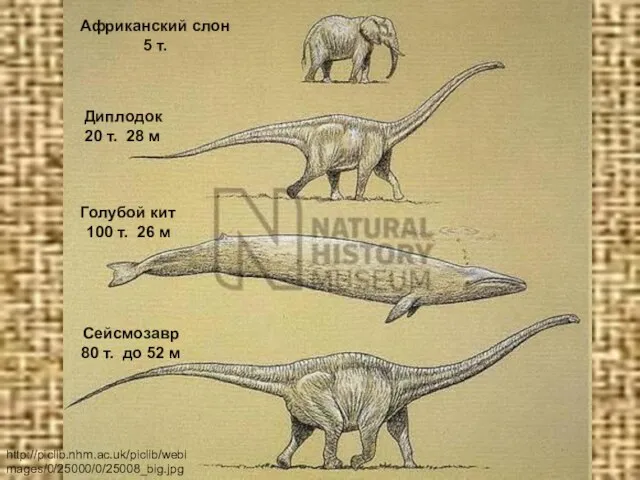 http://piclib.nhm.ac.uk/piclib/webimages/0/25000/0/25008_big.jpg Диплодок 20 т. 28 м Сейсмозавр 80 т. до 52 м