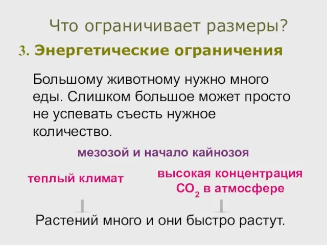 Энергетические ограничения Что ограничивает размеры? Большому животному нужно много еды. Слишком большое