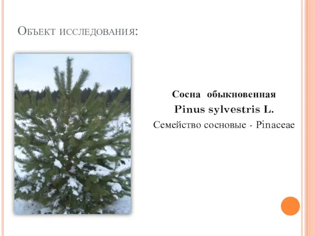 Объект исследования: Сосна обыкновенная Pinus sylvestris L. Семейство сосновые - Рinасеае