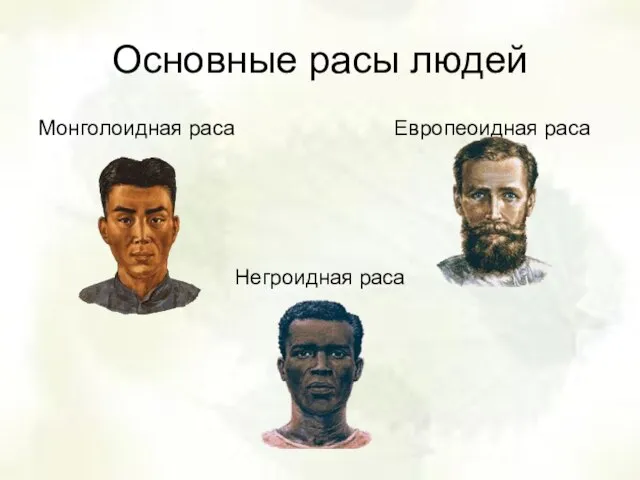 Основные расы людей Монголоидная раса Европеоидная раса Негроидная раса