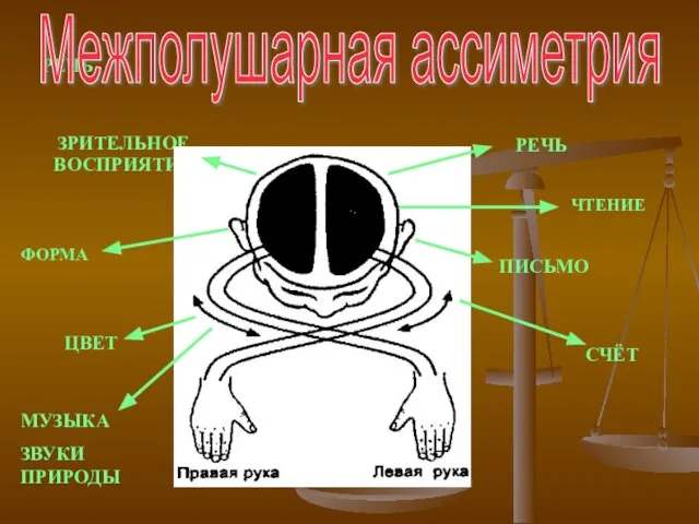 РЕЧЬ ЗРИТЕЛЬНОЕ ВОСПРИЯТИЕ РЕЧЬ ЧТЕНИЕ ПИСЬМО СЧЁТ ФОРМА ЦВЕТ МУЗЫКА ЗВУКИ ПРИРОДЫ Межполушарная ассиметрия