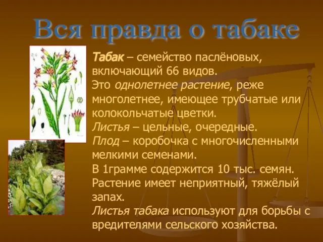 Вся правда о табаке Табак – семейство паслёновых, включающий 66 видов. Это