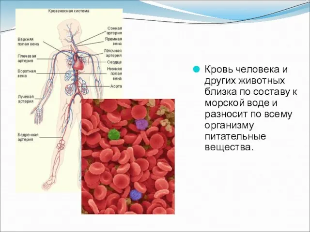 Кровь человека и других животных близка по составу к морской воде и