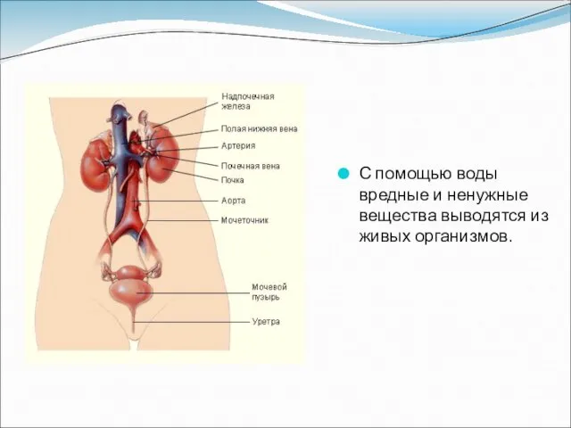 С помощью воды вредные и ненужные вещества выводятся из живых организмов.