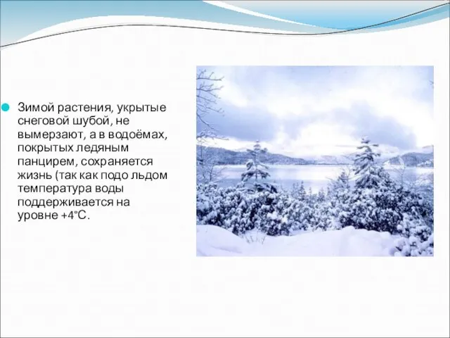 Зимой растения, укрытые снеговой шубой, не вымерзают, а в водоёмах, покрытых ледяным