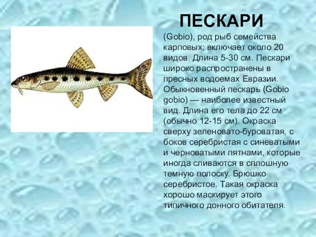 ПЕСКАРИ (Gobio), род рыб семейства карповых; включает около 20 видов. Длина 5-30