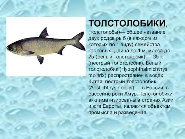 ТОЛСТОЛОБИКИ, (толстолобы)— общее название двух родов рыб (в каждом из которых по