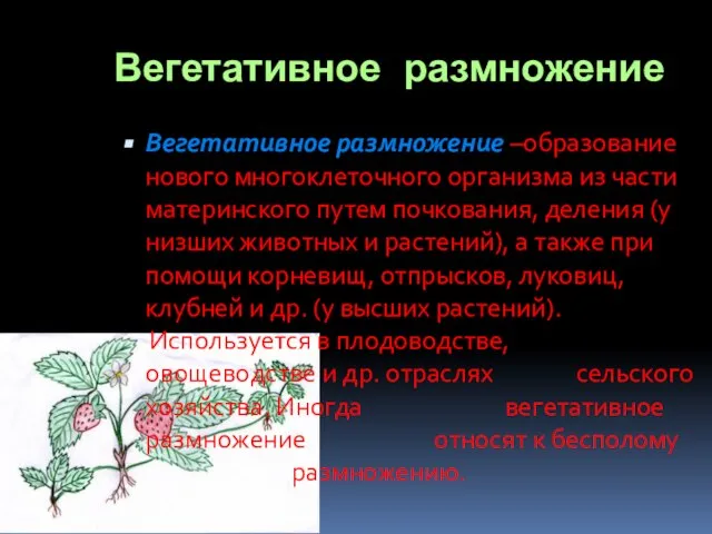 Вегетативное размножение Вегетативное размножение –образование нового многоклеточного организма из части материнского путем