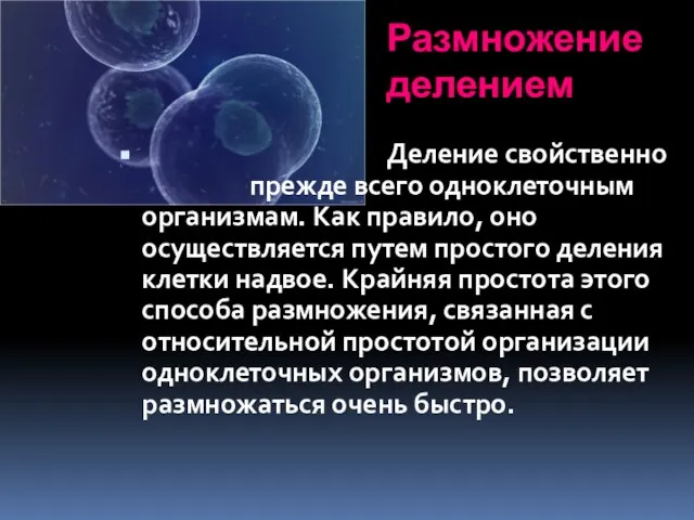 Размножение делением Деление свойственно прежде всего одноклеточным организмам. Как правило, оно осуществляется