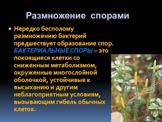 Размножение спорами Нередко бесполому размножению бактерий предшествует образование спор. БАКТЕРИАЛЬНЫЕ СПОРЫ –