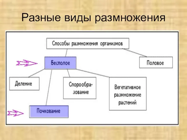 Разные виды размножения