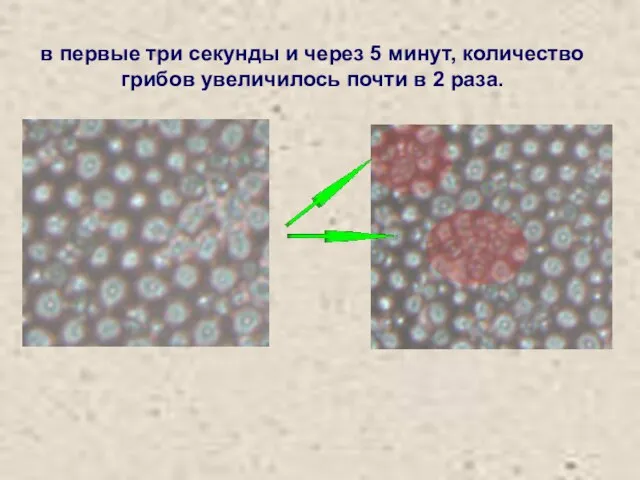 в первые три секунды и через 5 минут, количество грибов увеличилось почти в 2 раза.