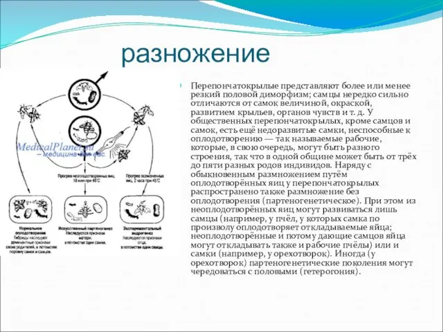 разножение Перепончатокрылые представляют более или менее резкий половой диморфизм; самцы нередко сильно