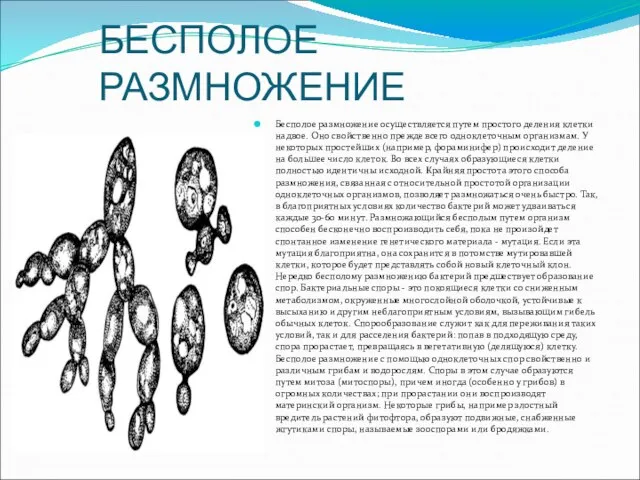 БЕСПОЛОЕ РАЗМНОЖЕНИЕ Бесполое размножение осуществляется путем простого деления клетки надвое. Оно свойственно