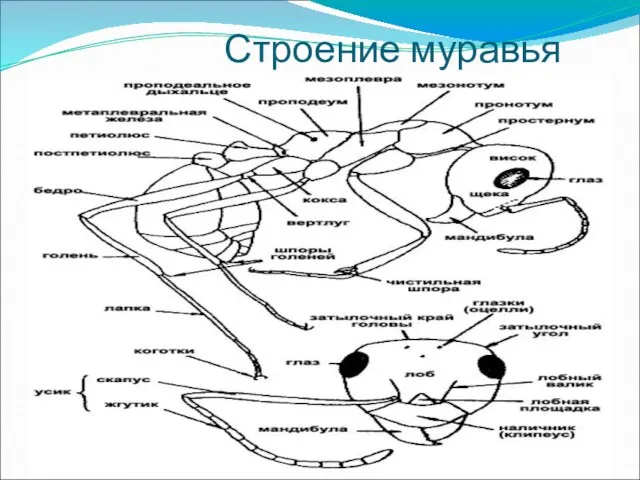 Строение муравья