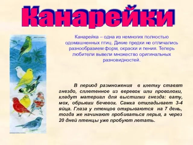 Канарейки Канарейка – одна из немногих полностью одомашненных птиц. Дикие предки не