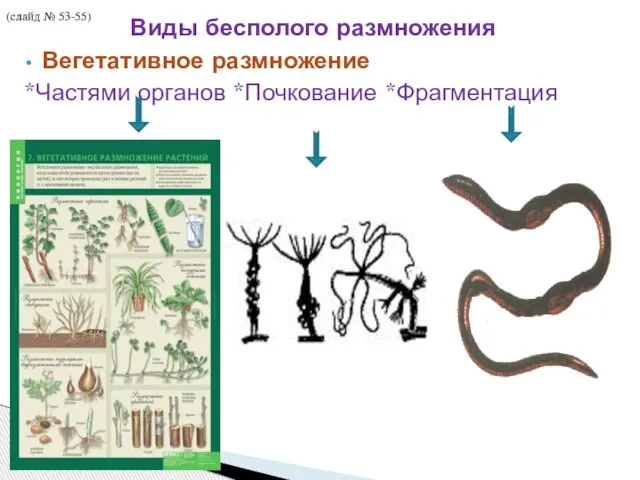 Виды бесполого размножения Вегетативное размножение *Частями органов *Почкование *Фрагментация (слайд № 53-55)