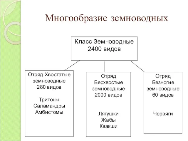 Многообразие земноводных