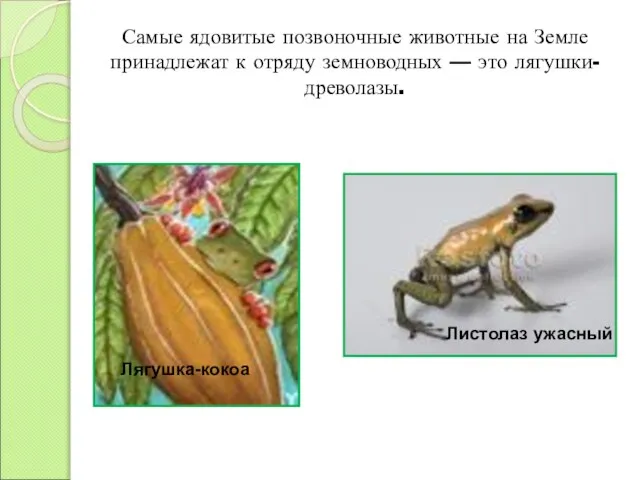 Лягушка-кокоа Листолаз ужасный Самые ядовитые позвоночные животные на Земле принадлежат к отряду земноводных — это лягушки-древолазы.