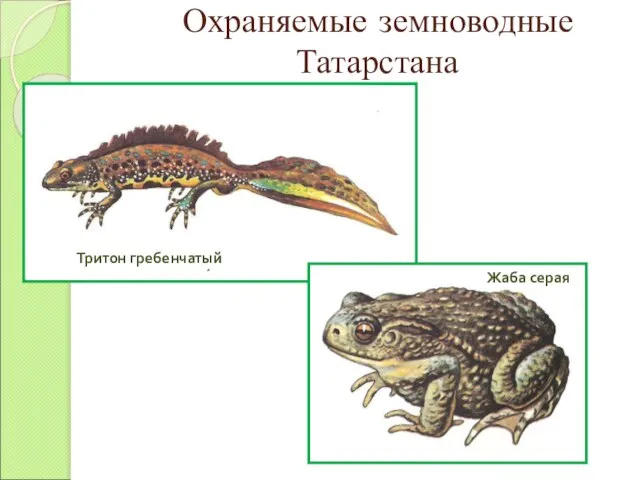 Охраняемые земноводные Татарстана Тритон гребенчатый Жаба серая