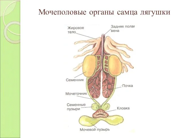 Мочеполовые органы самца лягушки