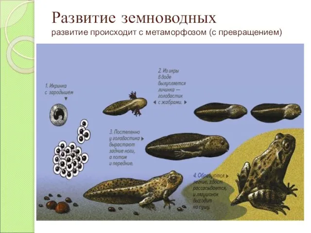 Развитие земноводных развитие происходит с метаморфозом (с превращением)