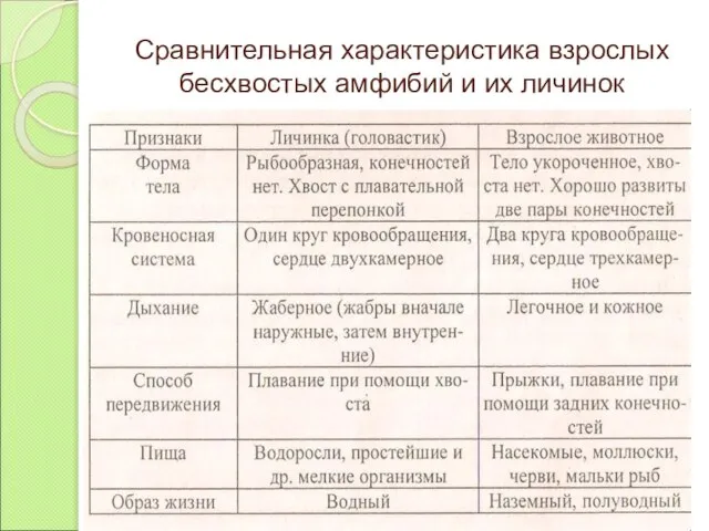 Сравнительная характеристика взрослых бесхвостых амфибий и их личинок