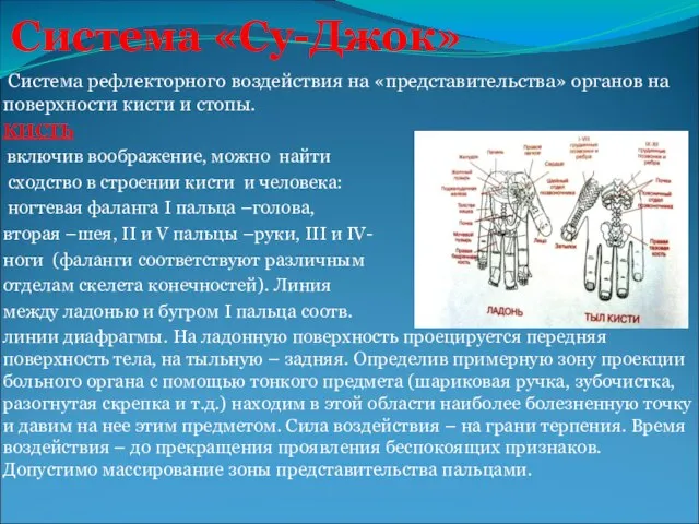 Система «Су-Джок» Система рефлекторного воздействия на «представительства» органов на поверхности кисти и