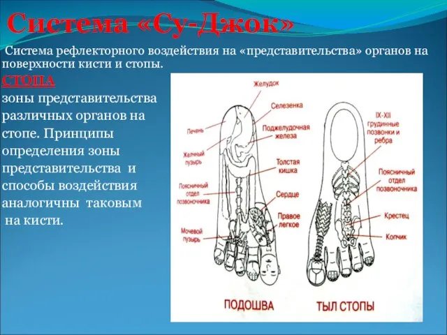 Система «Су-Джок» Система рефлекторного воздействия на «представительства» органов на поверхности кисти и