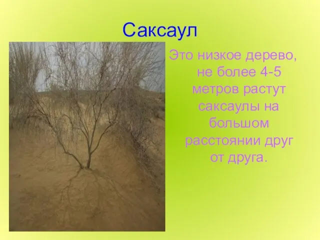Саксаул Это низкое дерево, не более 4-5 метров растут саксаулы на большом расстоянии друг от друга.