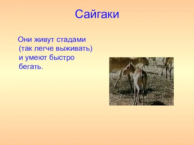 Сайгаки Они живут стадами (так легче выживать) и умеют быстро бегать.