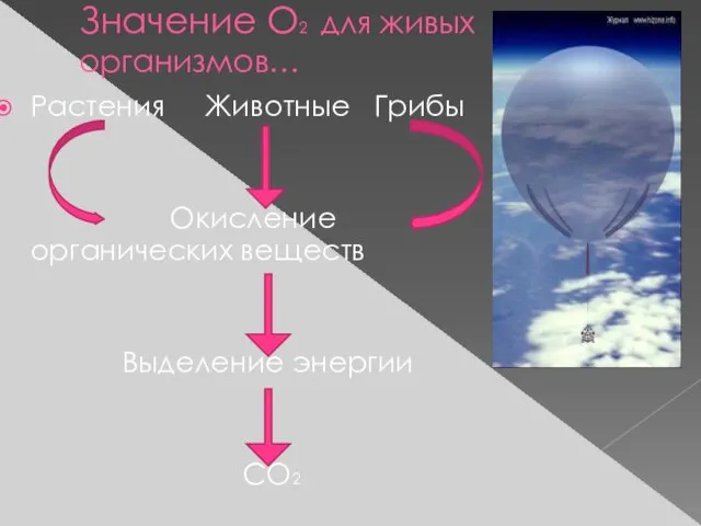 Значение О2 для живых организмов… Растения Животные Грибы Окисление органических веществ Выделение энергии СО2