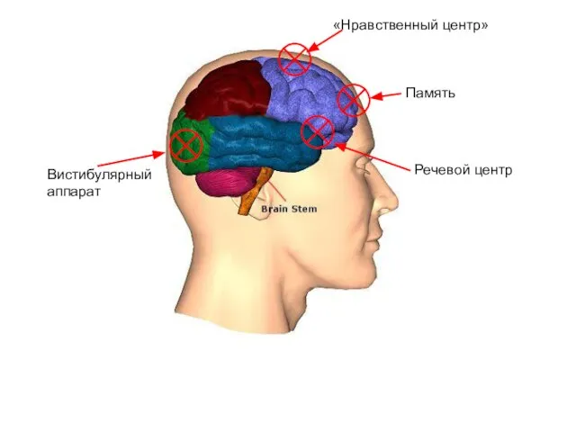 «Нравственный центр» Речевой центр Память «Нравственный центр» Вистибулярный аппарат