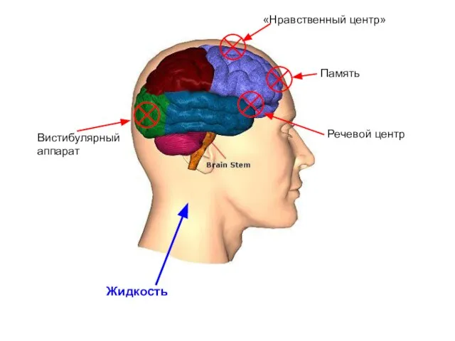 «Нравственный центр» Речевой центр Память «Нравственный центр» Вистибулярный аппарат Жидкость