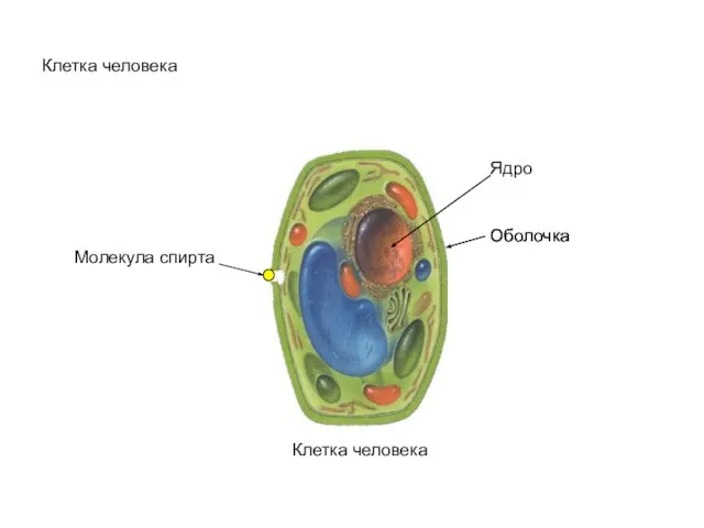 Клетка человека Клетка человека