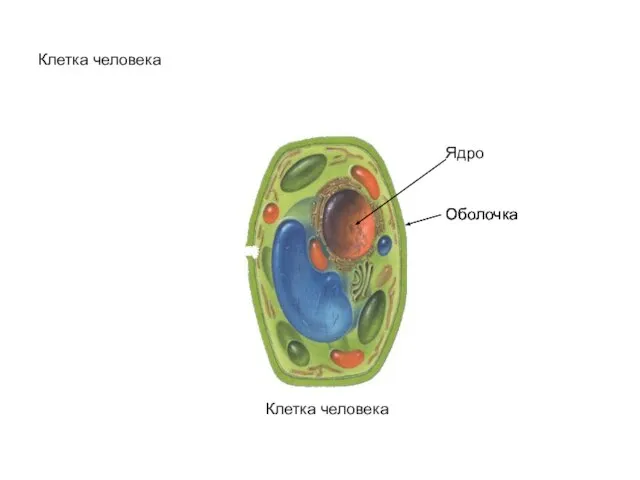 Клетка человека Клетка человека