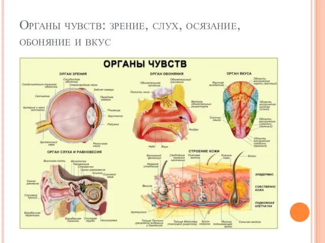 Органы чувств: зрение, слух, осязание, обоняние и вкус