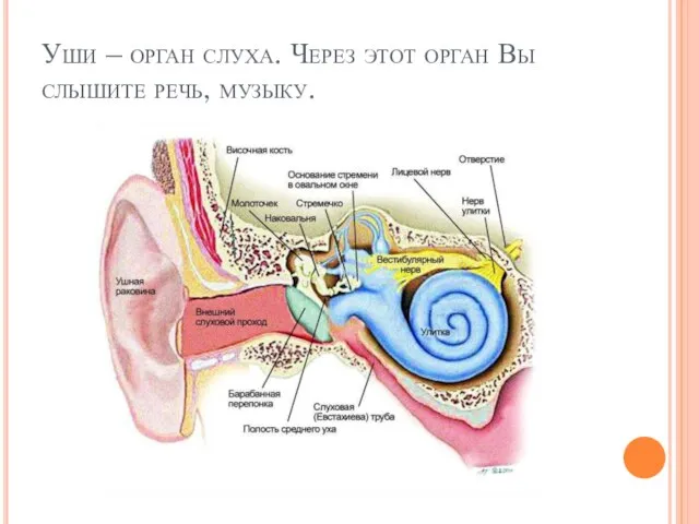 Уши – орган слуха. Через этот орган Вы слышите речь, музыку.