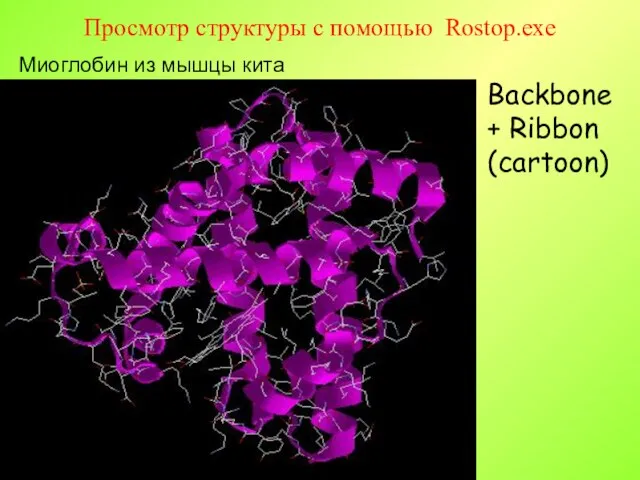 Просмотр структуры с помощью Rostop.exe Backbone + Ribbon (cartoon) Миоглобин из мышцы кита
