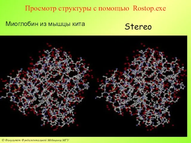 Просмотр структуры с помощью Rostop.exe Stereo Миоглобин из мышцы кита