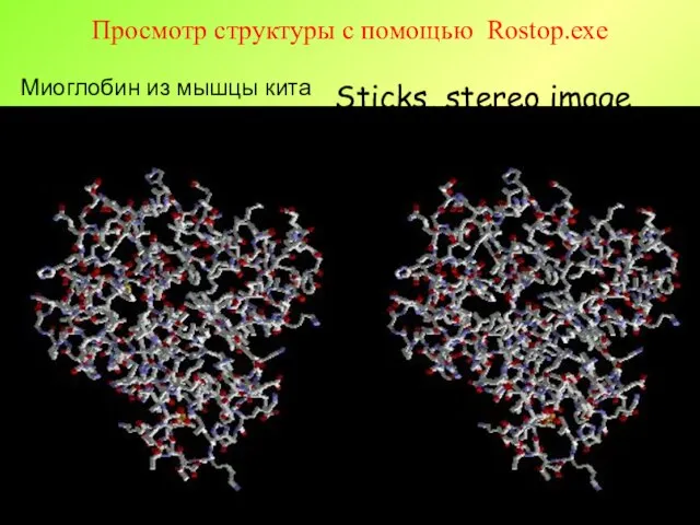 Просмотр структуры с помощью Rostop.exe Sticks, stereo image Миоглобин из мышцы кита